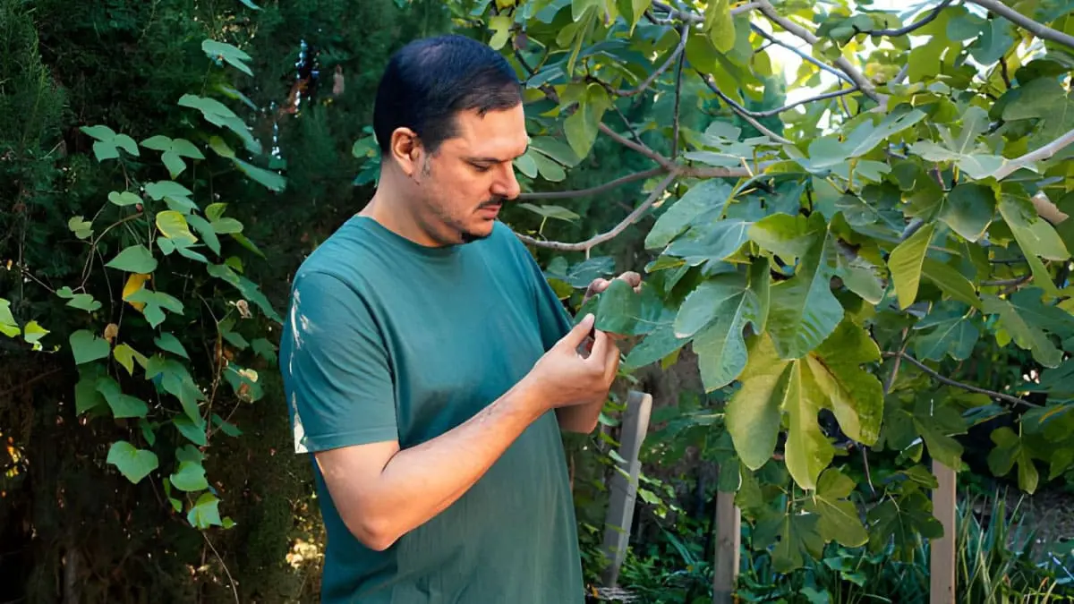 A man with dark hair wearing a muted green t-shirt stands outdoors in a garden, holding and examining a large green leaf from a fig tree. This visual represents seasonal color analysis for men, showing how certain clothing tones blend naturally with specific skin undertones and outdoor elements.